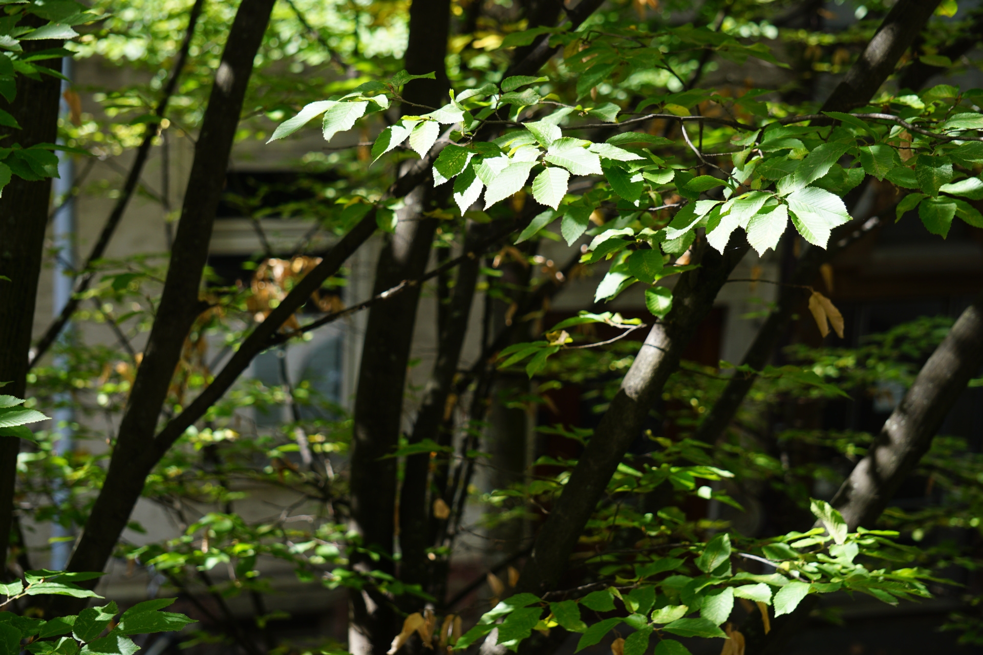 Enhancing Resilience of urban ecosystems through green infrastructure