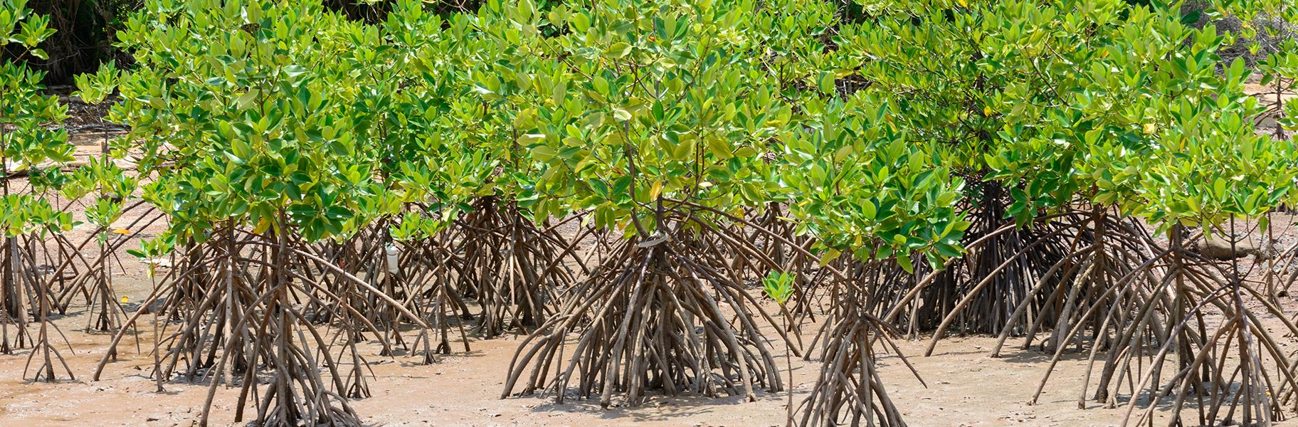 Nature-Based Solutions as a Catalyst for Achieving Mutual Benefits for People, Nature, and Climate